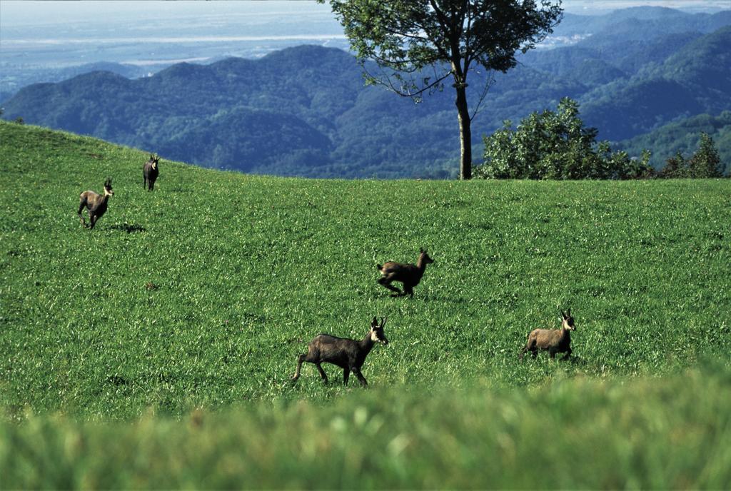 Baita Tana Da L'Ors Forgaria nel Friuli Exterior photo